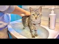 Ponkichis Bath Time😹😹😹