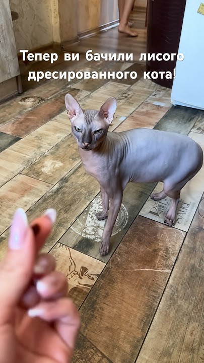 Лисий дресированний кіт Сфінкс 😍 #сфінкс #донскойсфинкс #сфинкс # ...