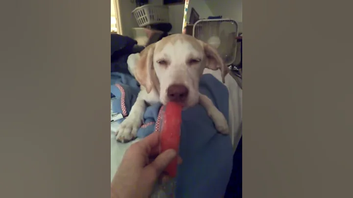 Xena    I Love  Icy Pops