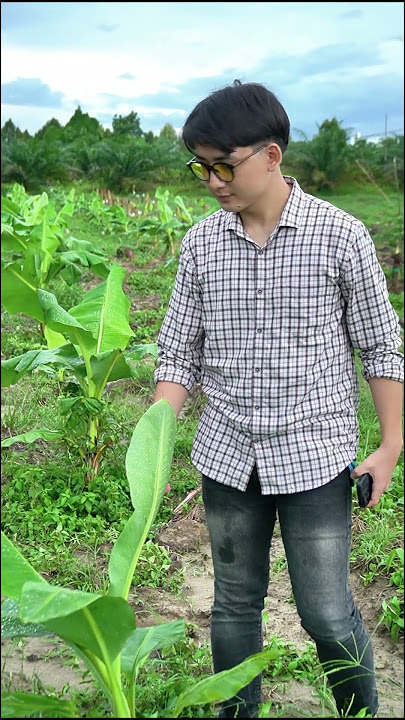 😱 ODD THINGS IN THE 3RD MONTH OF PLANTING KEPOK BANANAS!