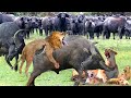 Buffalo Massacre! Aggressive Buffaloes Tortured Lion&#39;s Family To Death For Dare Attack The Same Kind
