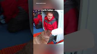 Uki the Orphaned Walrus Calf Gets a Second Chance 🐾❤️