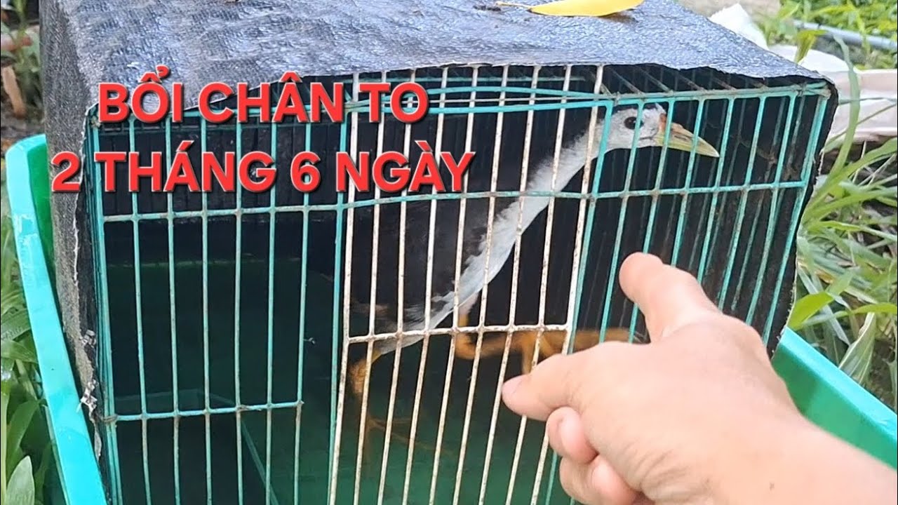 6/10 cách chăm sóc quốc bổi!Thế Hiển chia sẻ kinh nghiệm