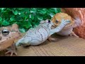 I'm king of the world!Battle of frog and toads. Amazon milk frog, Miyako toad,Green toad.
