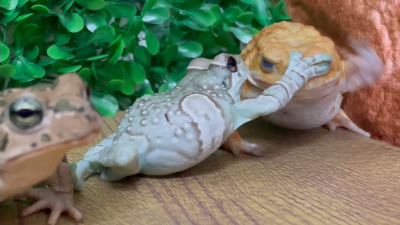 アメトークPlayTalkin' Frog カエル超レア オレンジタグ アメトークPlayTalkin' Frog カエル 超レア オレンジタグ - メルカリ