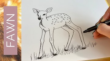 BABY ANIMALS - How to draw a DEER FAWN