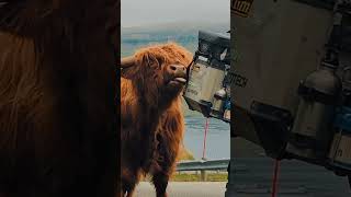 A love story featuring a highland cattle and a GS