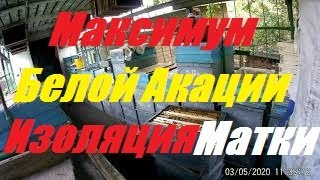 Изолируем матку- хапнуть белой акации.