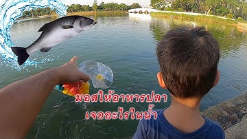 มอสให้อาหารปลา ปลาเยอะมากกก มอสยิ่งให้อาหารปลา ปลายิ่งมาเต็มไปหมดเลย