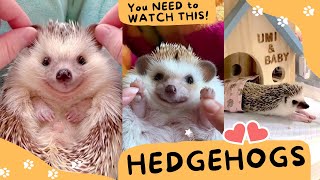 😂🦔 Funny and Cute Hedgehog Compilation 😍🦔 #1