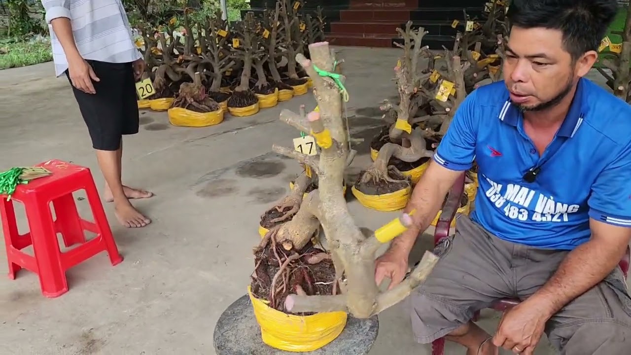 4/3  a Duy 0384834321 Phôi mai giảo bonsai đế đẹp hoành to giá nhỏ