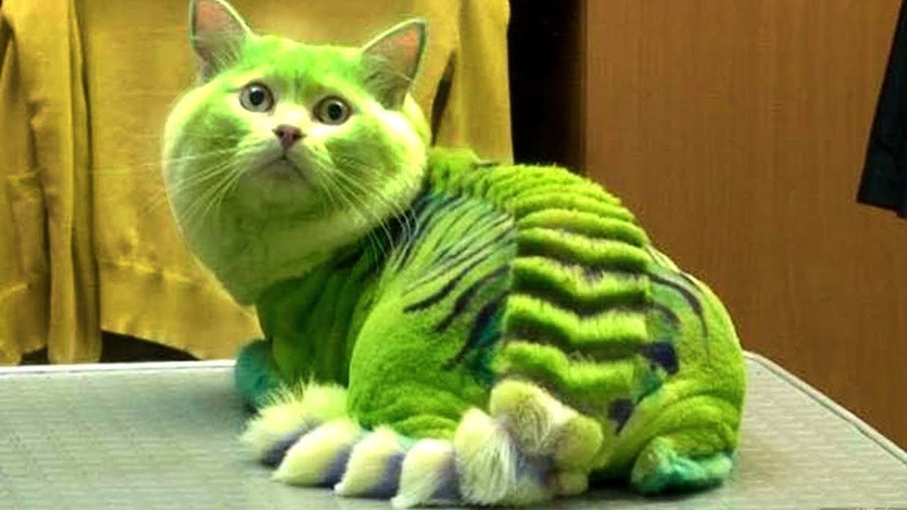 10 MOST DANGEROUS CAT BREEDS IN THE 