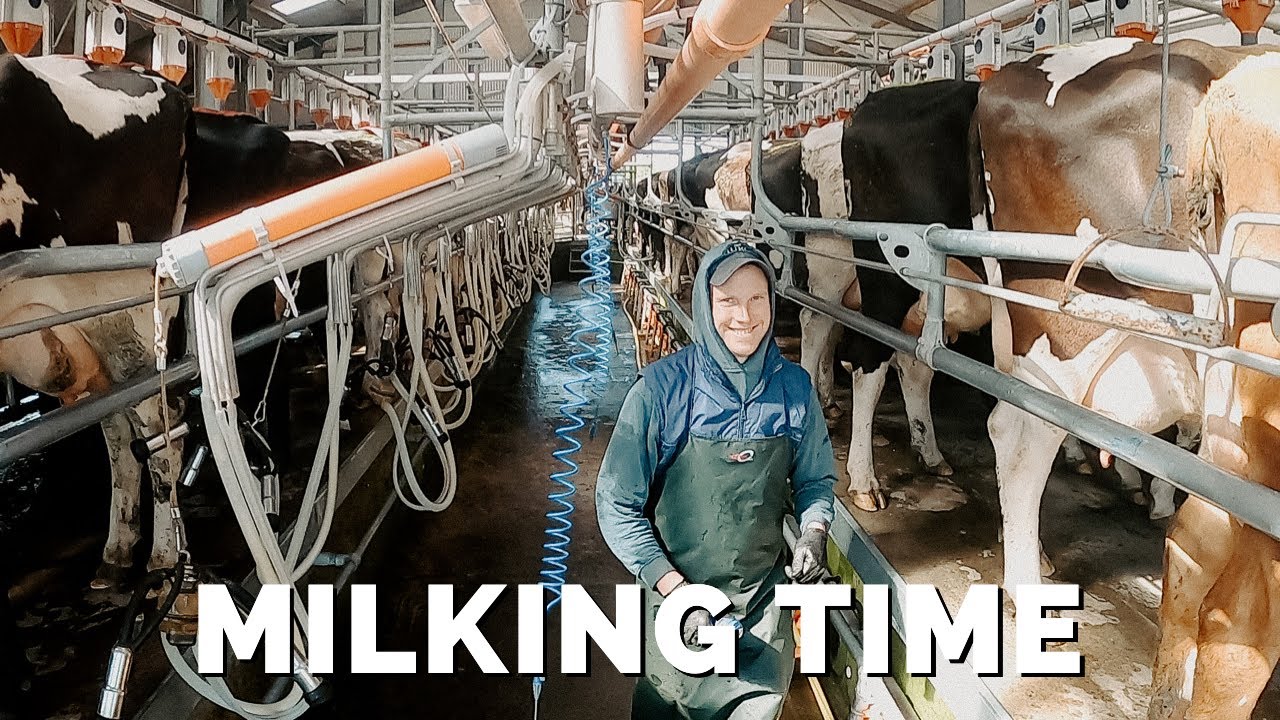 Dairy Farm Milking