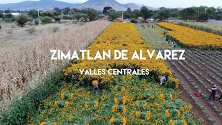 Where does the amaranth we eat come from?  Day of the Dead in the Central Valleys of Oaxaca