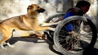 СОБАКА КАЖДОЕ УТРО КАТИТ КОЛЯСКУ С ИНВАЛИДОМ НА БАЗАР СОБАКА КАЖДОЕ УТРО КАТИТ КОЛЯСКУ С ИНВАЛИДОМ НА БАЗАР