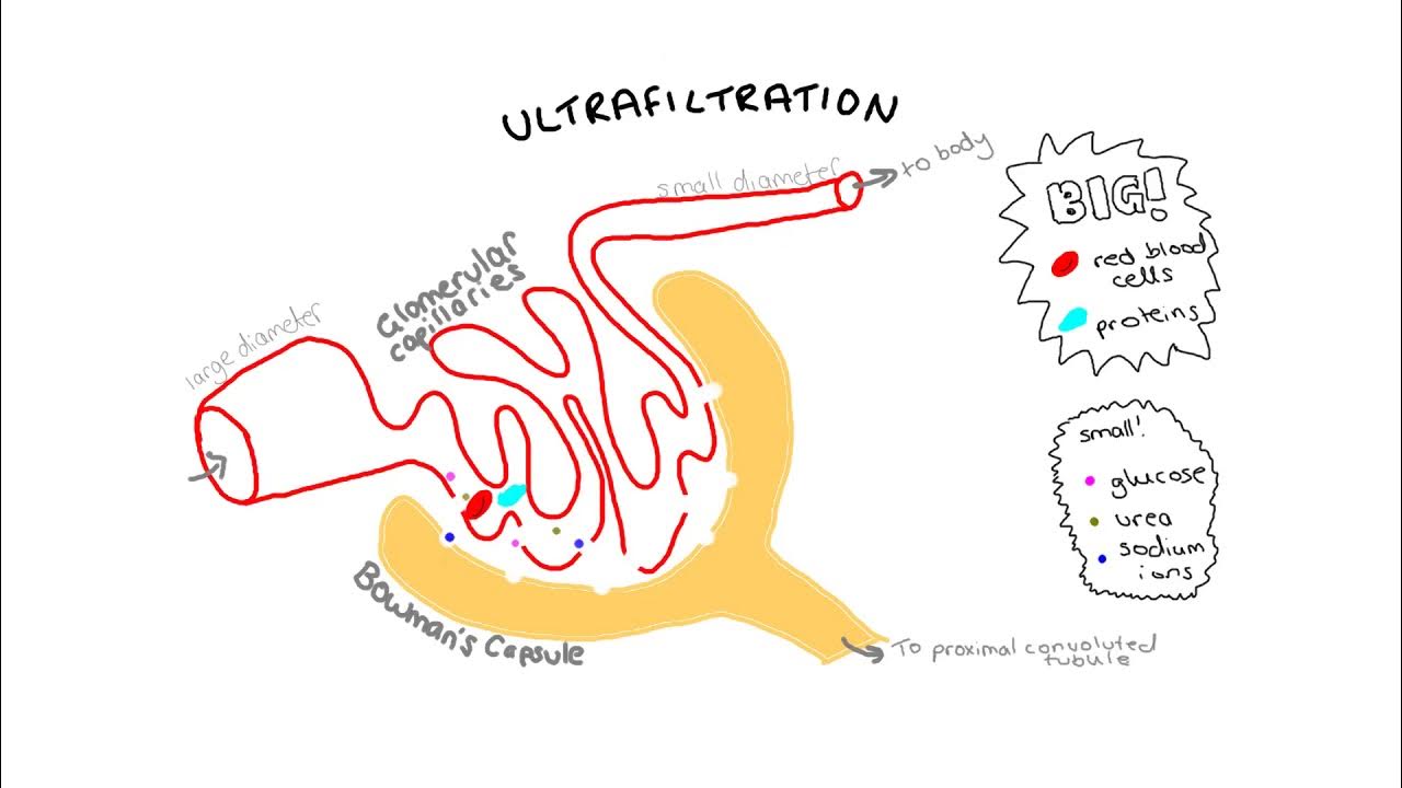 Ultrafiltration IGCSE BIOLOGY . YouTube