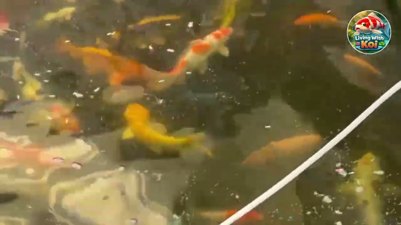 Don’t Buy Koi Fish Before Watching This Video! (English)