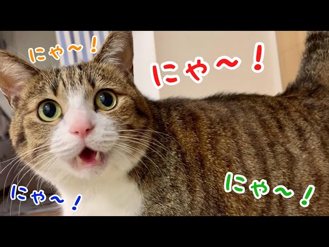 おしゃべりする猫のうなぎくん⑧ vol.643 - YouTube