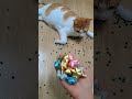 뭉치스타 #reversevideo #marblerunandmore #cat #catvideos #reverse