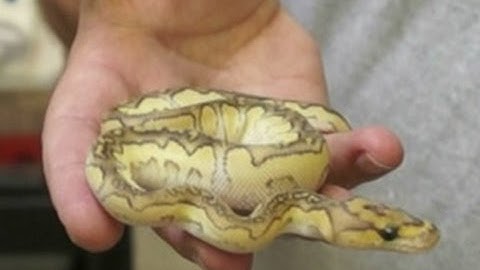 Reptile Ventures Ep.12 - Lesser Clown Ball Python