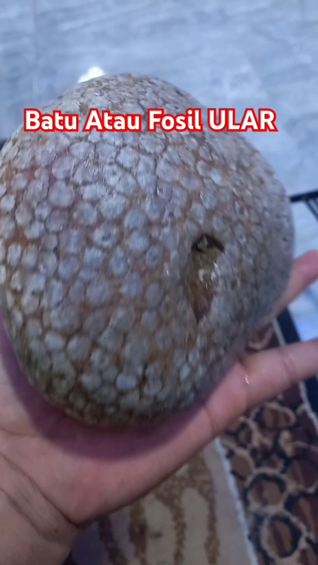 FOSIL Kepala Ular YouTube FOSIL Kepala Ular YouTube