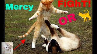 Cats Fighting Video Compilation 2020