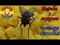 Борьба с мухами. Защищаем животных от укусов летающих насекомых. 15 июля 2021 г.