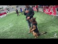 Dog pays attention to National Anthem