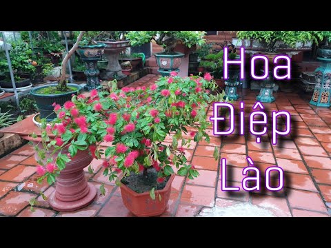 Video SH.5112. Cây Hoa Điệp Lào nhà tôi - youtube