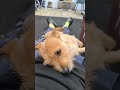Robbie &amp; Dobby  is live