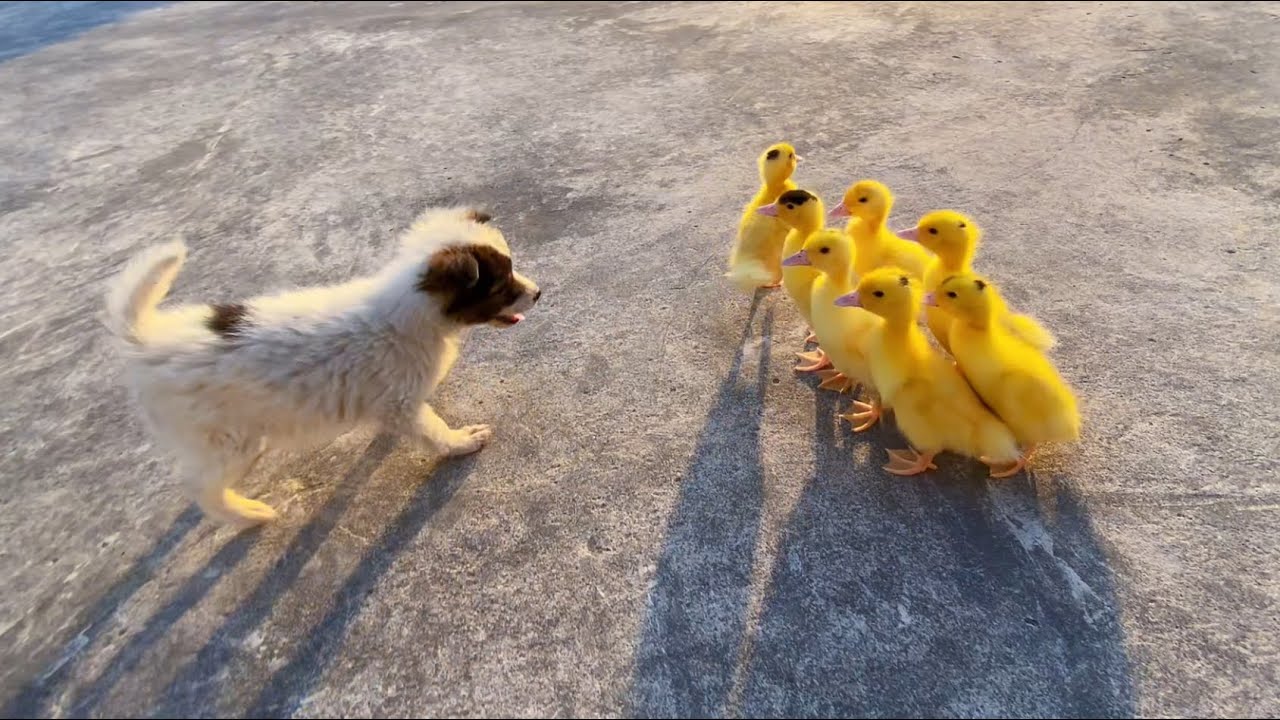 99.9% Unbelievable - Dog Plays With Ducks Like Friends
