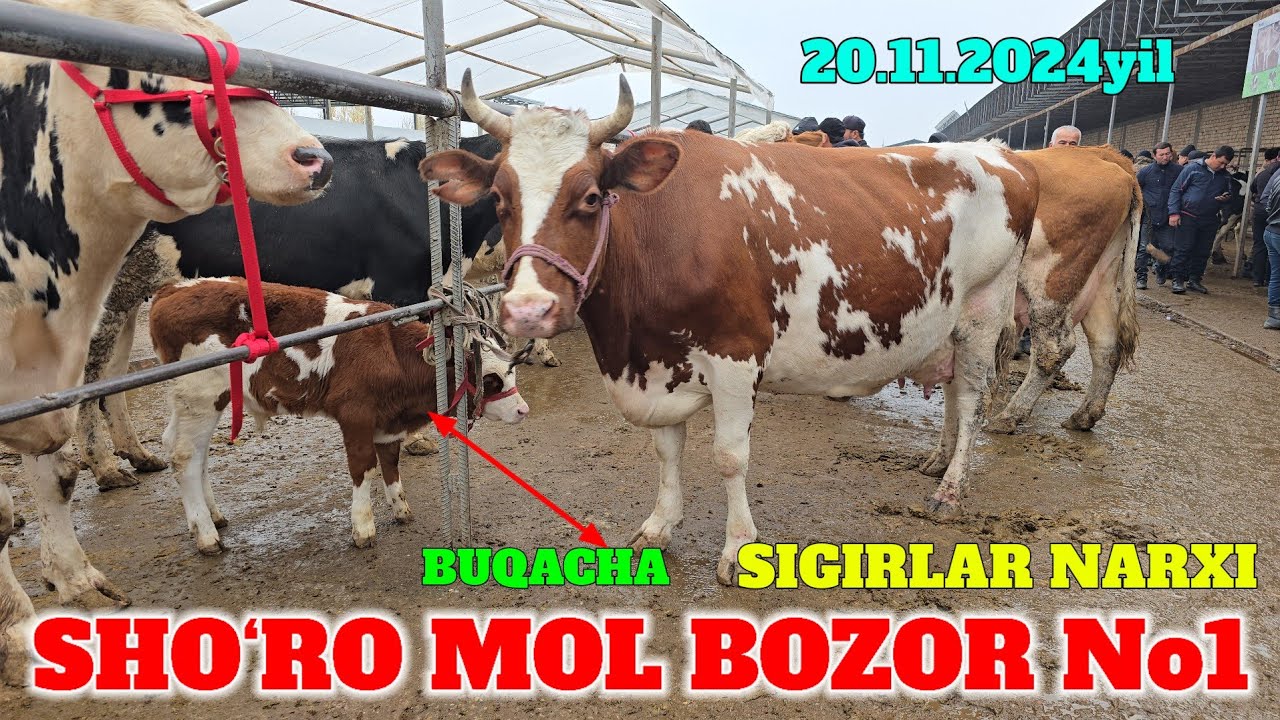 SHO‘RO MOL BOZOR UKRAINKA SIMENTAL RASISKIY SIGIR NARXLARI BILAN ...