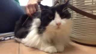 Shadow, A0696481