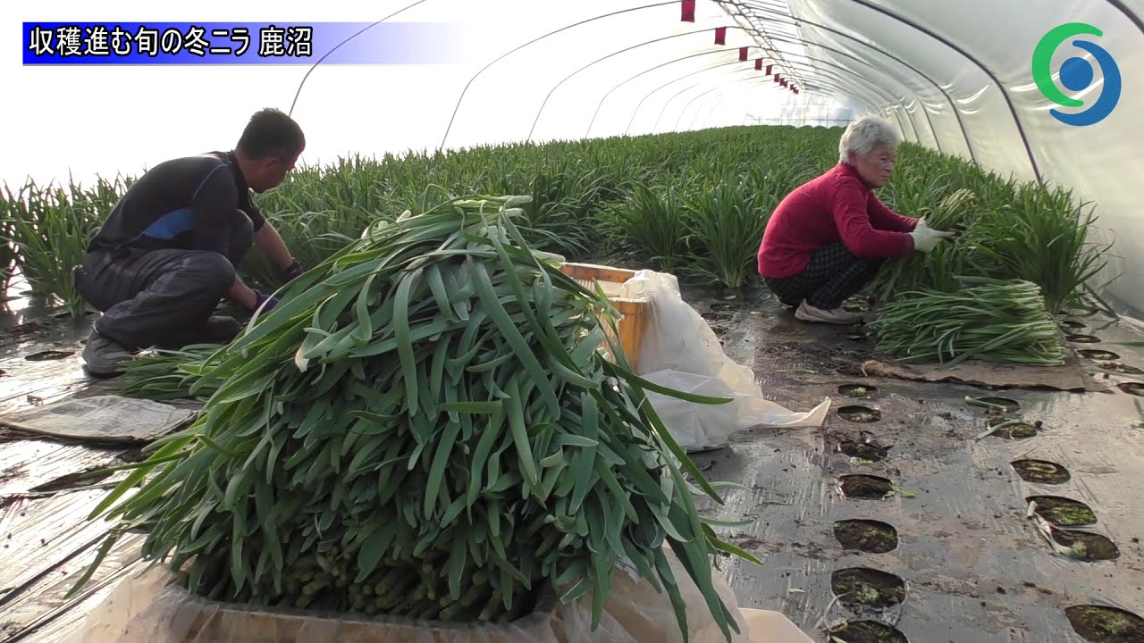 収穫進む旬の冬ニラ 鹿沼 Youtube