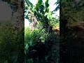 Jika Allah masih mengijinkanmu bernafas di hari ini #quotes #motivasi #shortvideo #shorts #plog #fyp
