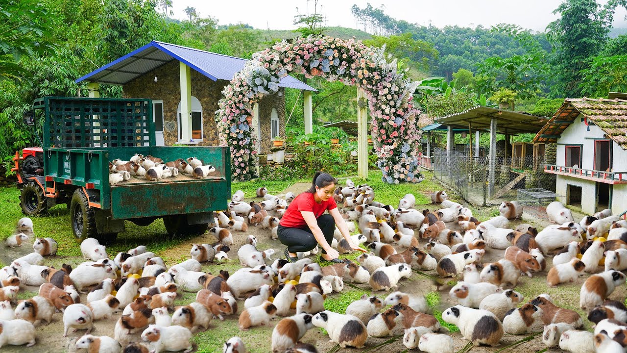 Harvest Many Guinea Pigs After 1 Year Of Raising - Use Truck Transport Many Guinea Pigs Go T Sell