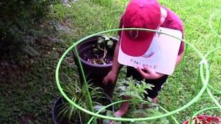 Project Cabbage: Week 14