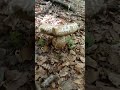 Funghi Porcini 2023 !🍄🍄 Big Aestivalis #boletus #funghi #mushroom #porcini #nature #funghiporcini