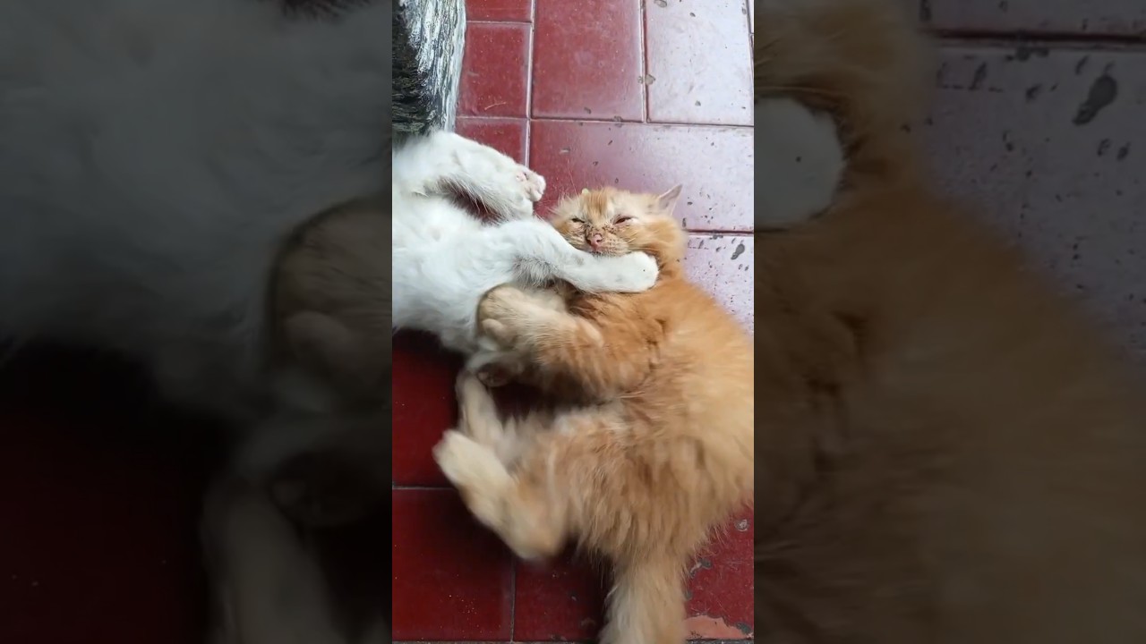 Bergelut Pagi, gayanya menggemaskan 