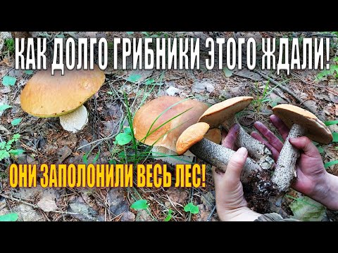 ШИКАРНЫЙ СБОР ГРИБОВ🍄 | Грибники в РАДОСТИ | ИЮЛЬ 2023 ГОД