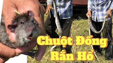 Cả xóm vây bắt chuột đồng, chế biến món ăn đặt sản đồng quê thịt chuột nướng thơm ngon