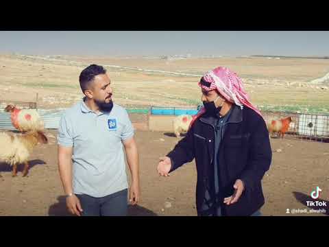 في مضارب بني حسن 