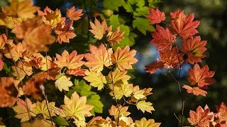 Autumn Foliage at North Cascade Oct 2015 4K UHD
