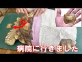 甲羅が取れたカメを病院に連れていきました
