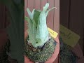 P. Wandae #plants #garden #green #nature #housplants #tanamahias #orchids #aroids #antorium #fyp