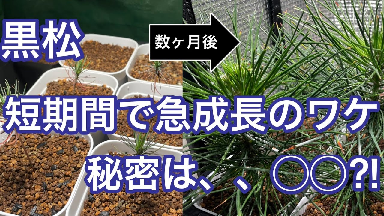6 黒松 短期間で急成長のワケ/The reason for the rapid growth of