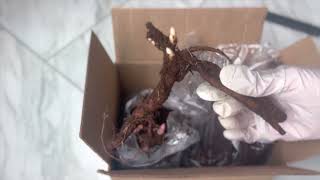 Peony Festiva Maxima - Eden Brothers Order Unboxing