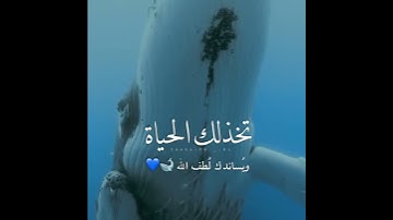 ولا تهنوا ولا تحزنوا 😭♥️ ||تلاوة خاشعة ماهر المعيقلي 💙|| أجمل حالات واتس اب قرآن بصوت خاشع 💛