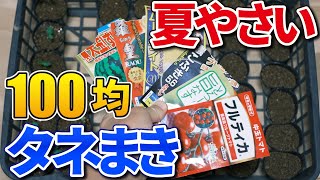 【100均商品がスゴイ】かんたんに3月にする「夏の野菜」のタネまき【家庭菜園】トマト、スイカ、カボチャ、メロン、ナス