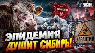 Сейчас! Вспышка ЯЩУРА в Забайкалье: эпидемии накрывают Сибирь. Вся Россия под угрозой